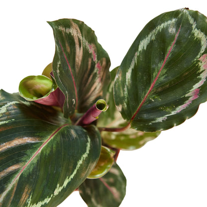 Vibrant Purple-Bottom Peacock Calathea Plant