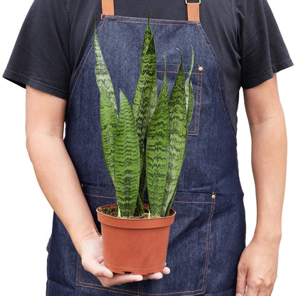 Snake Plant ‘Zeylanica’ – Sansevieria Trifasciata | Air-Purifying, Low Maintenance Plant for Home Decor