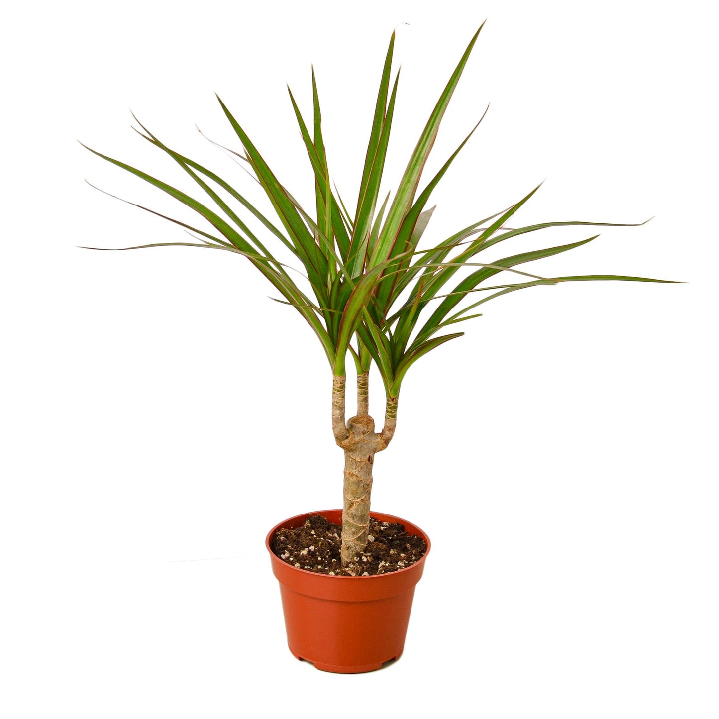 Tropical Dracaena Marginata Palm Plant