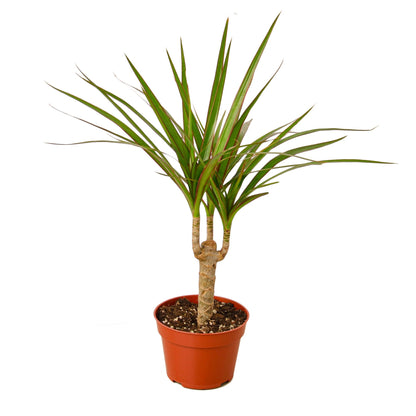 Tropical Dracaena Marginata Palm Plant