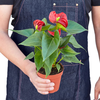Flamingo Flower – Anthurium andraeanum | Vibrant, Year-Round Bloomer with Glossy Heart-Shaped Leaves