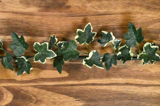 ElectroVine™ Variegated Ivy – A Charging Cable That Doubles as Living Décor
